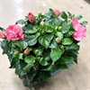 HIBISCUS 13 CM ROSA 1X6